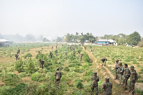 Assam Rifles Destroys Illegal Ganja Cultivation Worth Rs 25.72 Crore in Tripura’s Boxanagar

