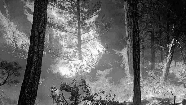 National Green Tribunal (NGT) issues notices to Centre, states over rising forest fires