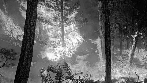 National Green Tribunal