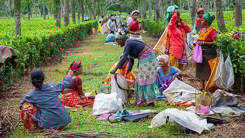 Tea workers