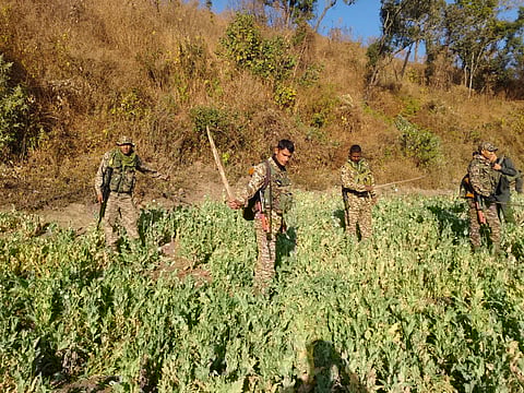 Six Acres of Illegal Poppy Cultivation Destroyed in Senapati and Kangpokpi, One Held
