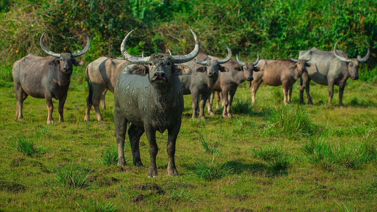 Wild buffaloes wreak havoc on Rani Chapori farms; farmers seek urgent action