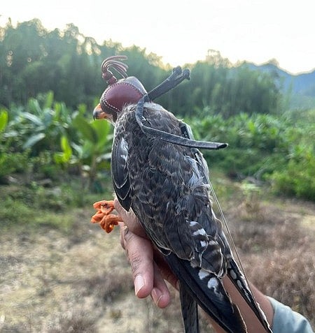Amur falcons tagged in Manipur reach Africa; birds tracked in Somalia, Zimbabwe & Botswana