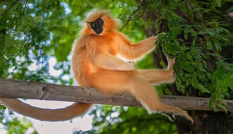 Golden Langur 