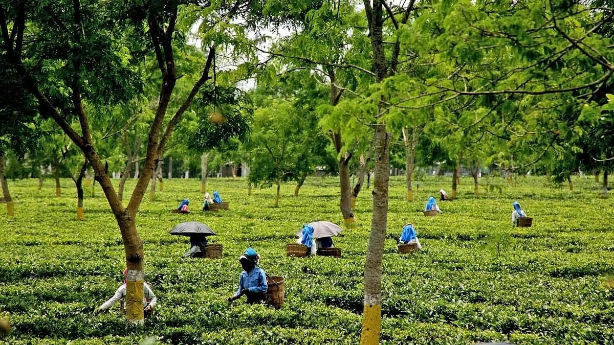 Middle East War: A Blow to the Assam Tea Industry
