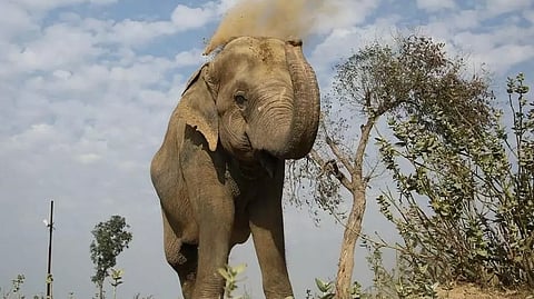 elephant 