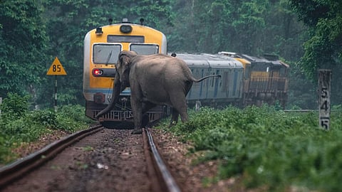Train-elephant collision