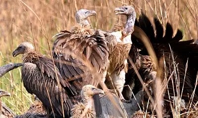 Six endangered captive-bred vultures freed in Assam Aviary