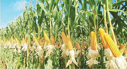 maize production