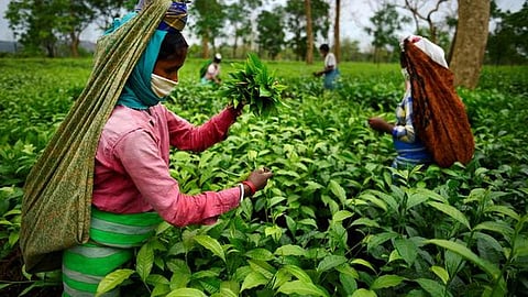 Tea garden workers