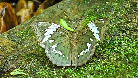 Butterfly species discovered in Arunachal named after singer Zubeen Garg