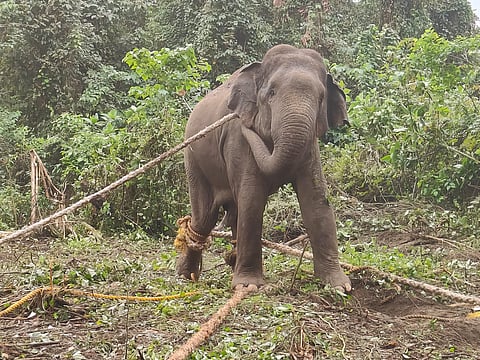 Arunachal CM Pema Khandu Lauds Successful Capture of Rogue Elephants
