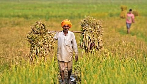 National Agriculture Market 