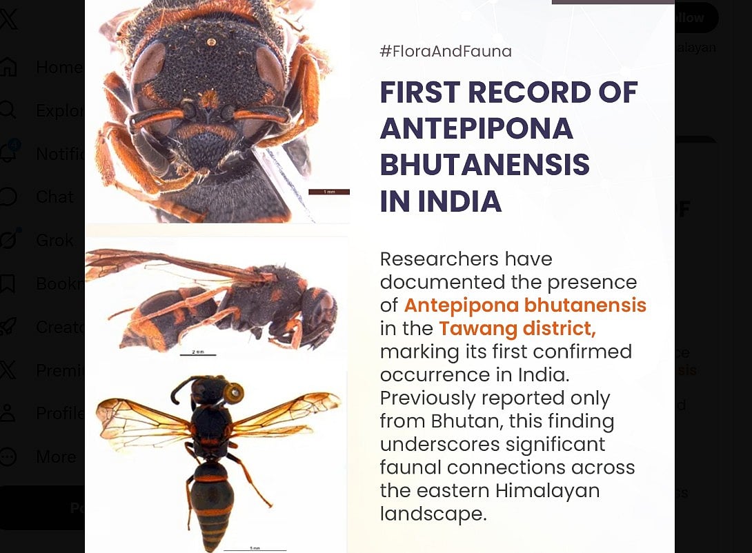 Arunachal Pradesh Records First Confirmed Presence of Bhutan's Potter Wasp Species in India at Tawang