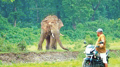 human-elephant conflict