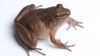 rare frog species