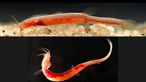Rare Underground Fish Discovered in Assam’s Goalpara, Says CM Sarma
