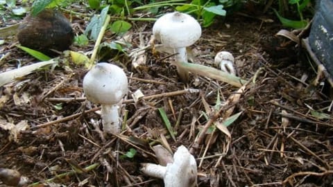 mushrooms 