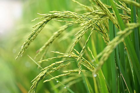 Kharif Marketing Season 