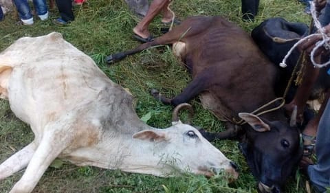 Cattle