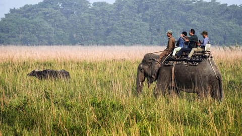 elephant safaris