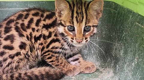 Leopard 