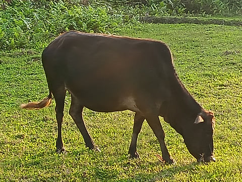 Cattle theft