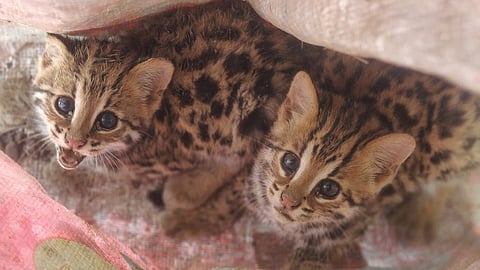  leopard cubs 