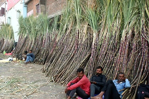 sugarcane