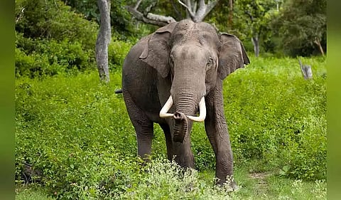 BOKAKHAT: Wild elephant damages houses, school in Golaghat’s Bogamati area