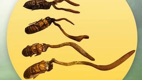 Cordyceps mushroom