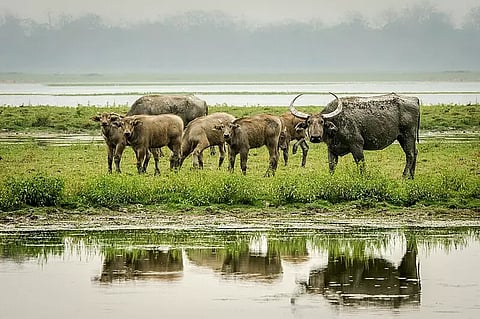 buffaloes 