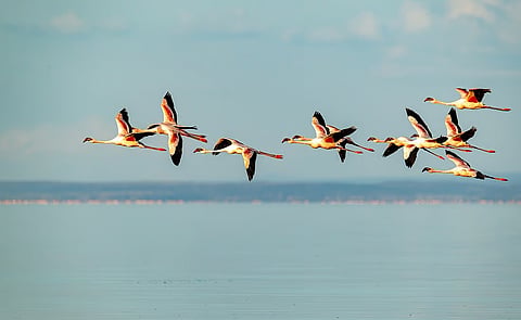 bird flyways