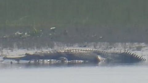 Rare Gharial Spotted in Kaziranga National Park, Boosting Conservation Hopes in Assam
