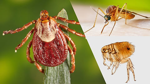 vector-borne diseases