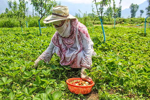 farming