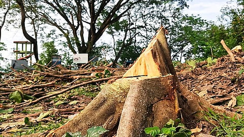 Tree-felling