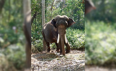 Wild Elephant