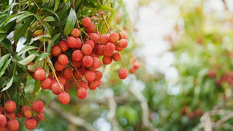 Tezpur Litchi Festival-2026