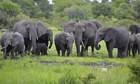 Elephant