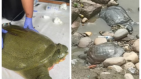softshell turtle 