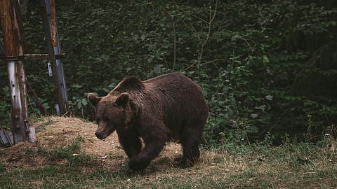Wild bear