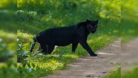  black panther 