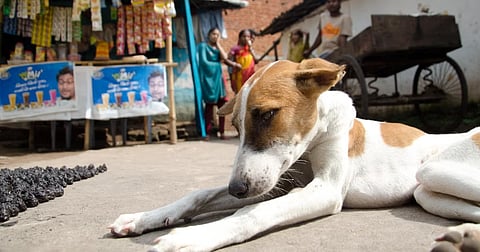 SC Dismisses Pleas to Modify Stray Dog Order, Expresses Concern Over Dog-Bite Surge