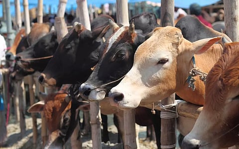 cow slaughter