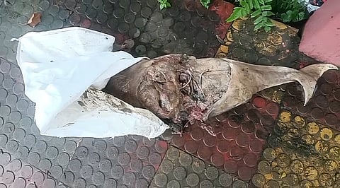 River dolphin carcass 