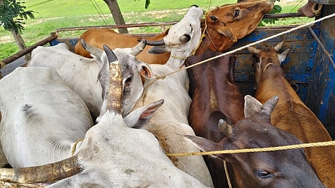 Cow Smuggling