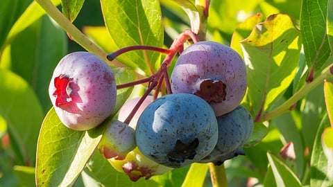 blueberry species