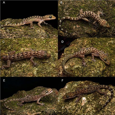 Bent-Toed Gecko