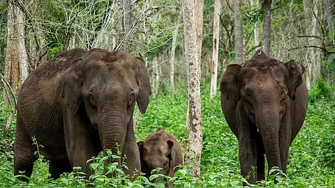 human-wildlife conflict